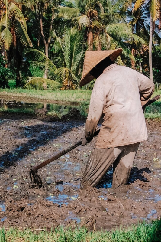 Indonesia ( Coffee Around The World)